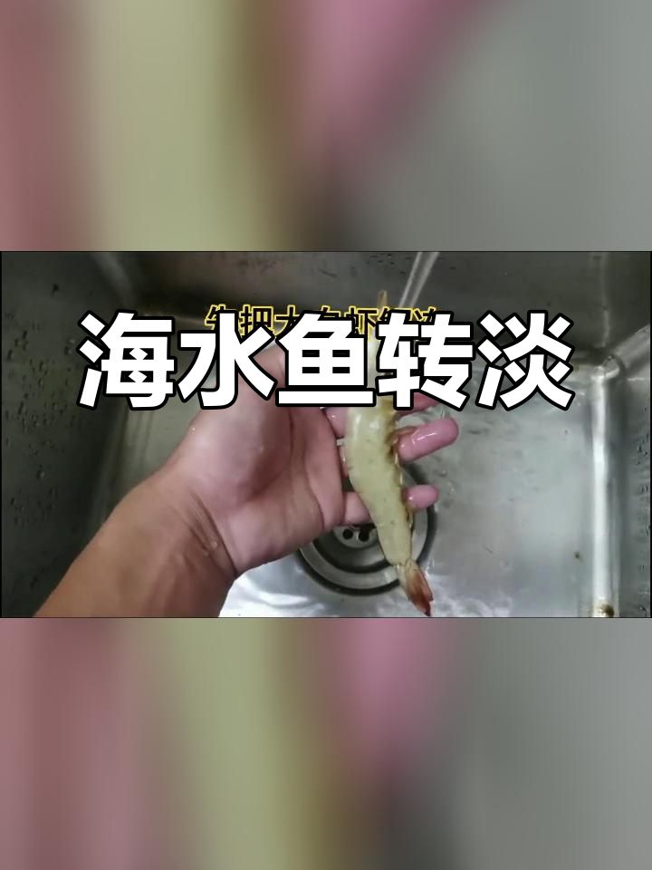 海水鱼成功淡化,变淡水种类
