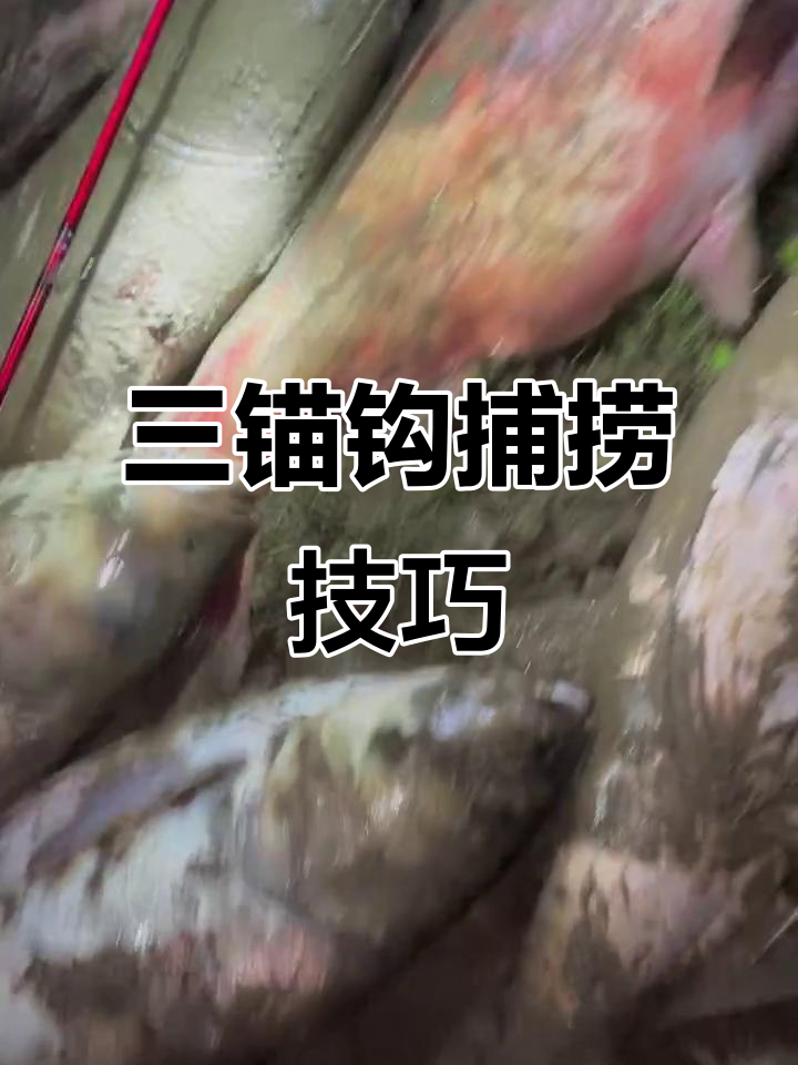 户外蝴蝶钩锚鱼技巧,轻松捕捉黄林