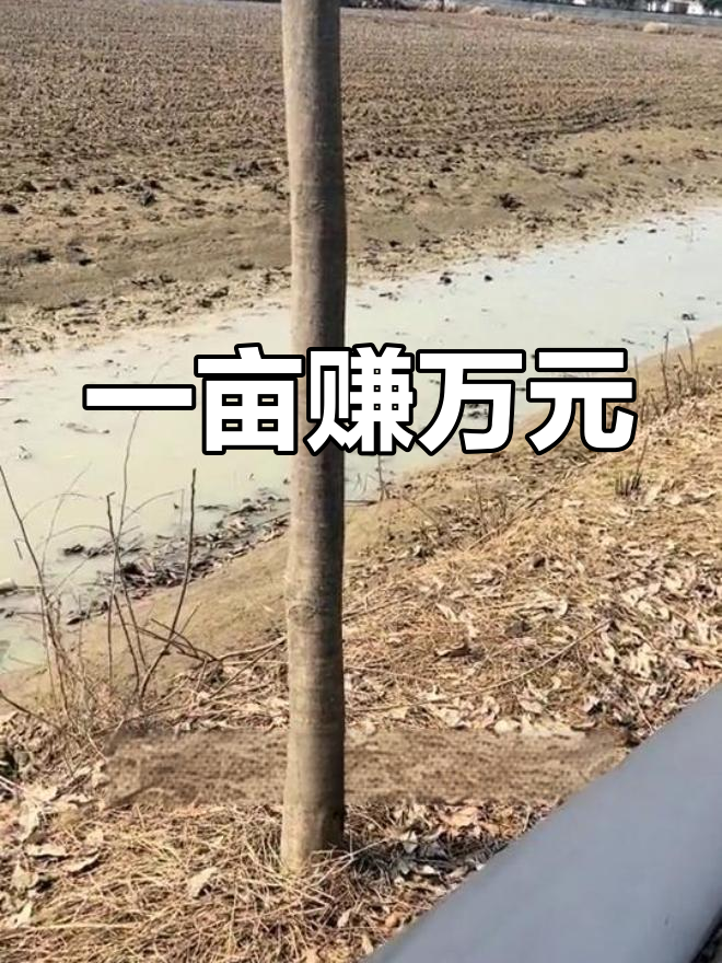 稻田养甲鱼,轻松增收