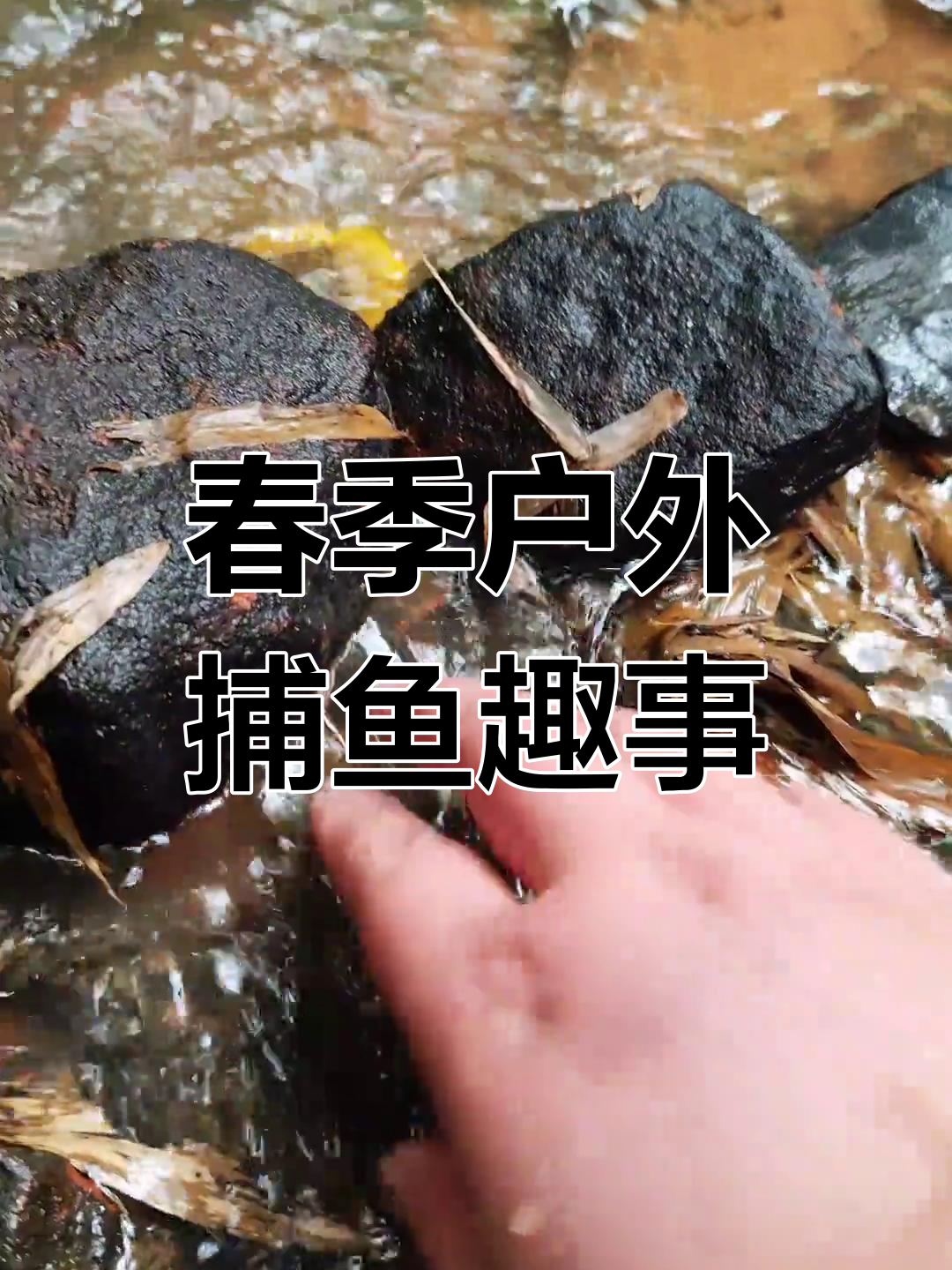 春日抓鱼大冒险:金黄色和五彩鱼的奇异之旅
