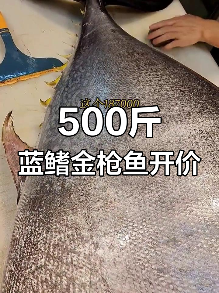 500斤巨型蓝鳍金枪鱼开刀,老板直接报价18万!