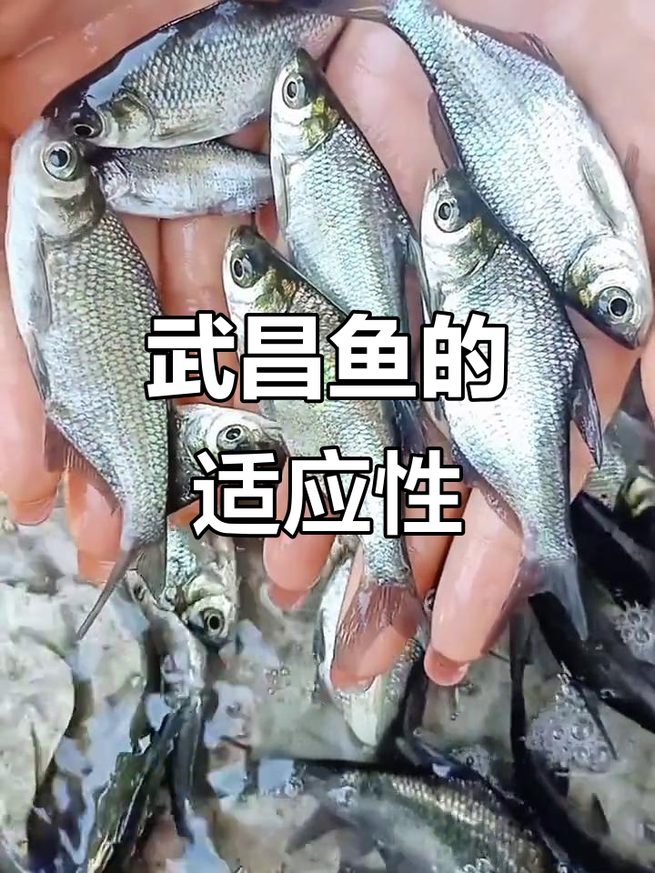 武昌鱼适应性强,生长迅速,体型匀称,适合多种淡水养殖