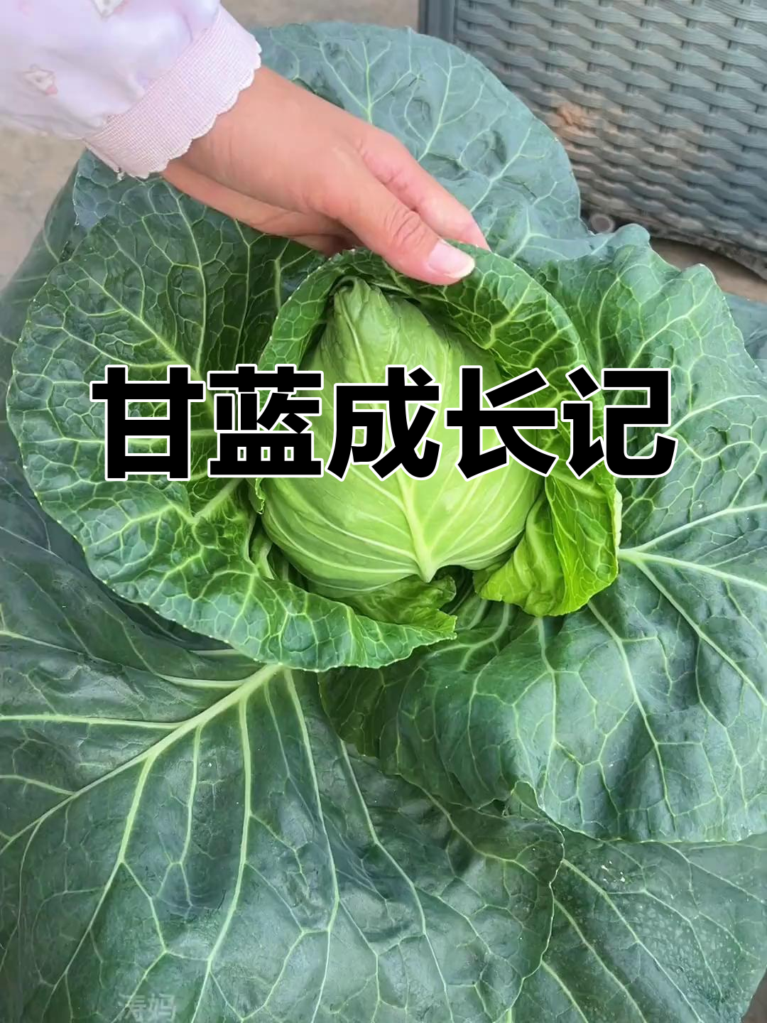 牛心甘蓝继续生长,老叶剪掉施肥,包菜指日可待