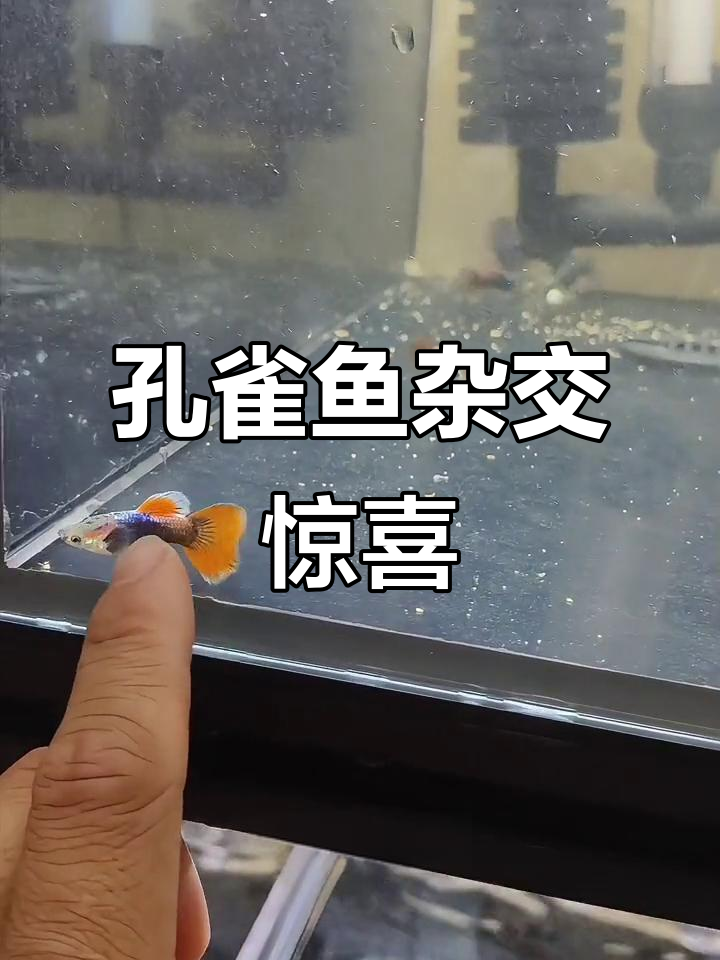蓝礼服与全红孔雀鱼繁殖,竟然生出如此惊艳的色彩!