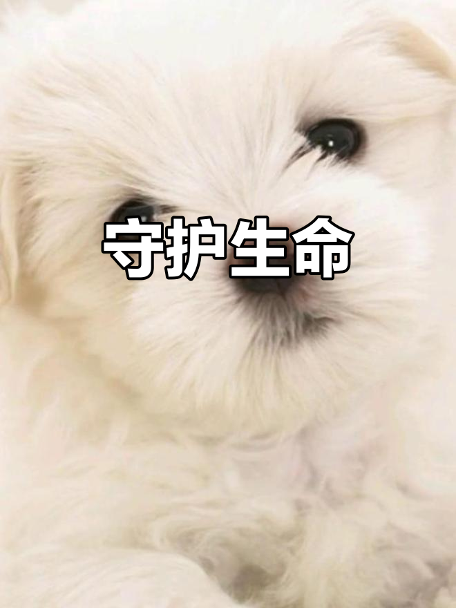 我拒绝吃狗肉,怕伤害那些忠诚的伙伴和无辜的生命