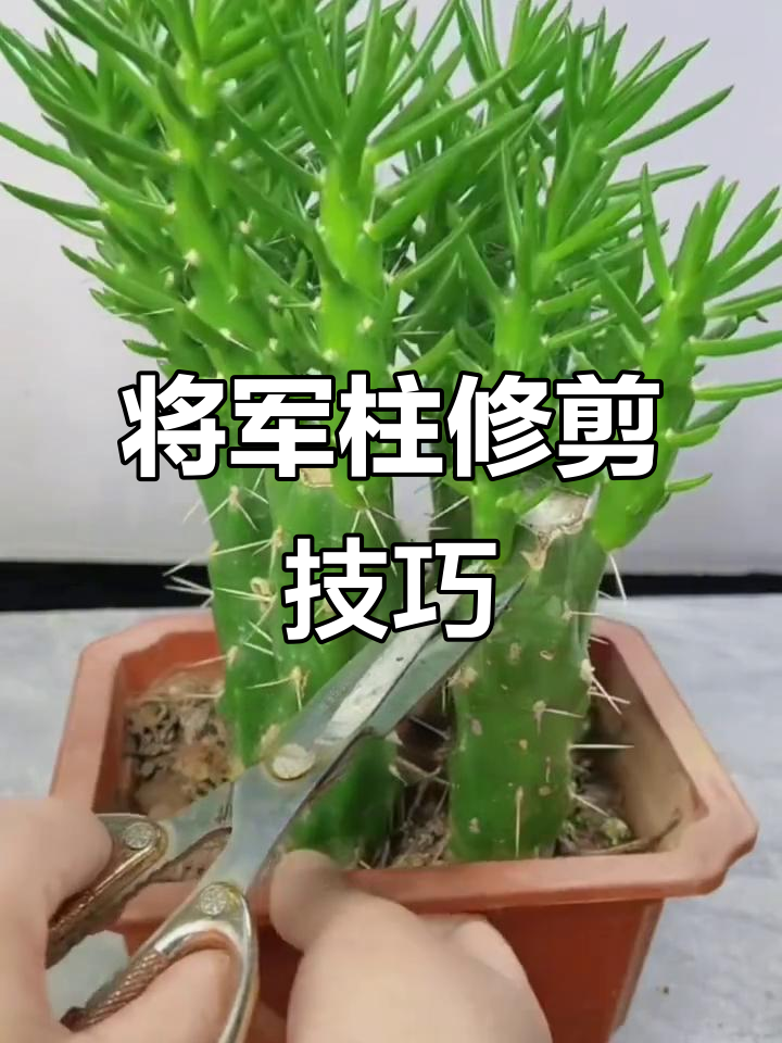 如何修剪将军柱,促进新芽萌发与侧枝生长