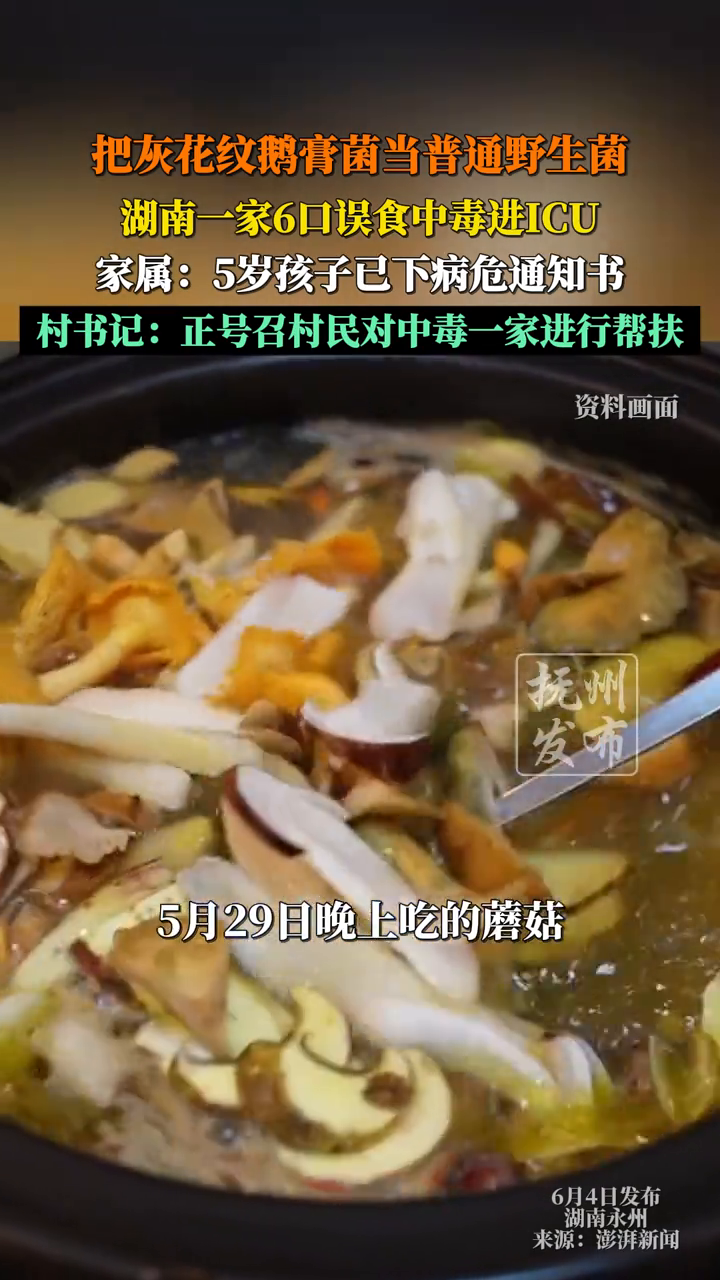 把灰花纹鹅膏菌当普通野生菌,湖南一家6口误食中毒进ICU
