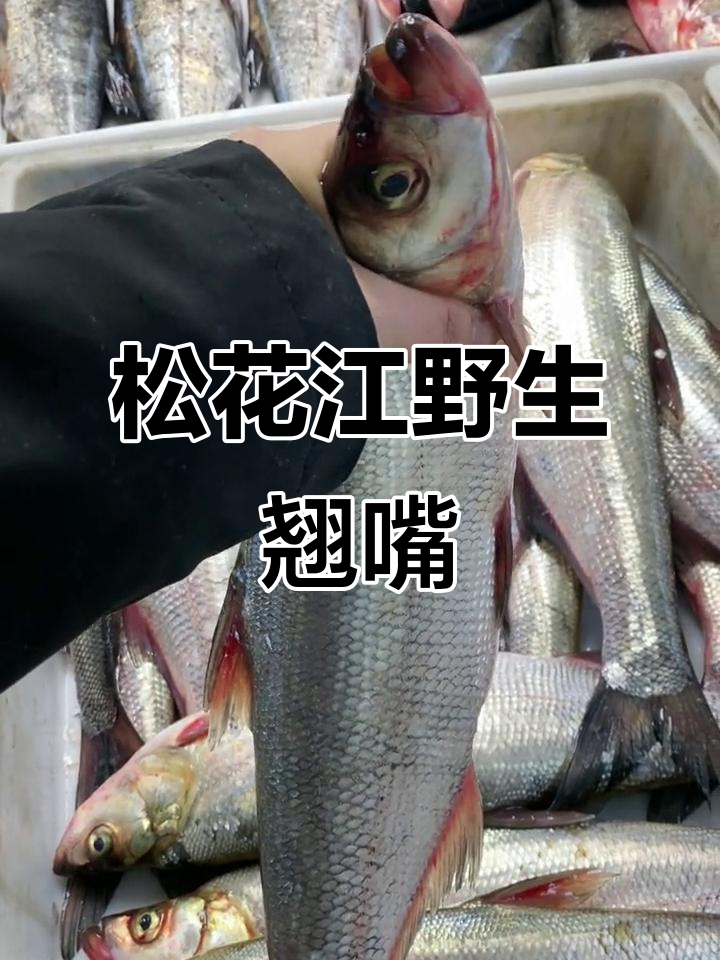 松花江翘嘴岛子,鲜嫩美味,香煎大白鱼来啦!