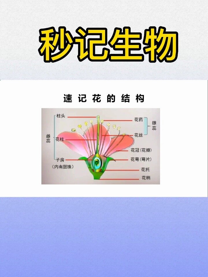 速记生物-花的结构