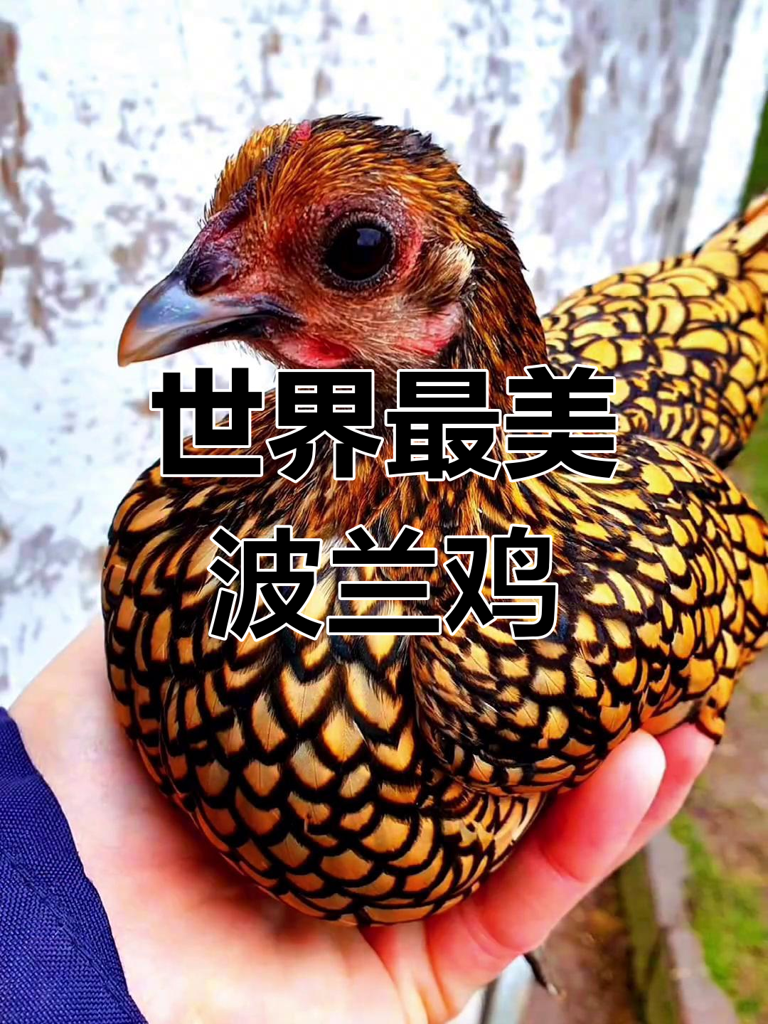 波兰凤头鸡:美丽与温顺的象征