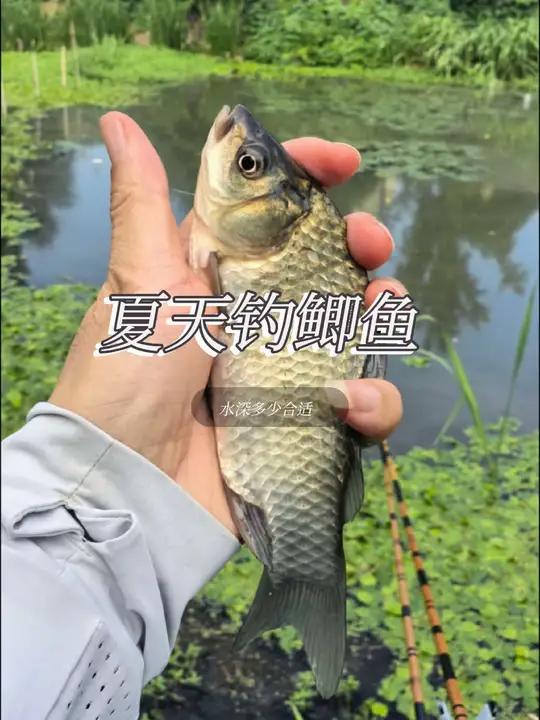 夏天钓鲫鱼，水深如何选择？老钓手都在偷偷这么做