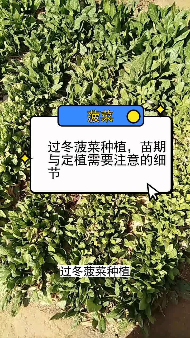 过冬菠菜种植,苗期与定植需要注意的细节