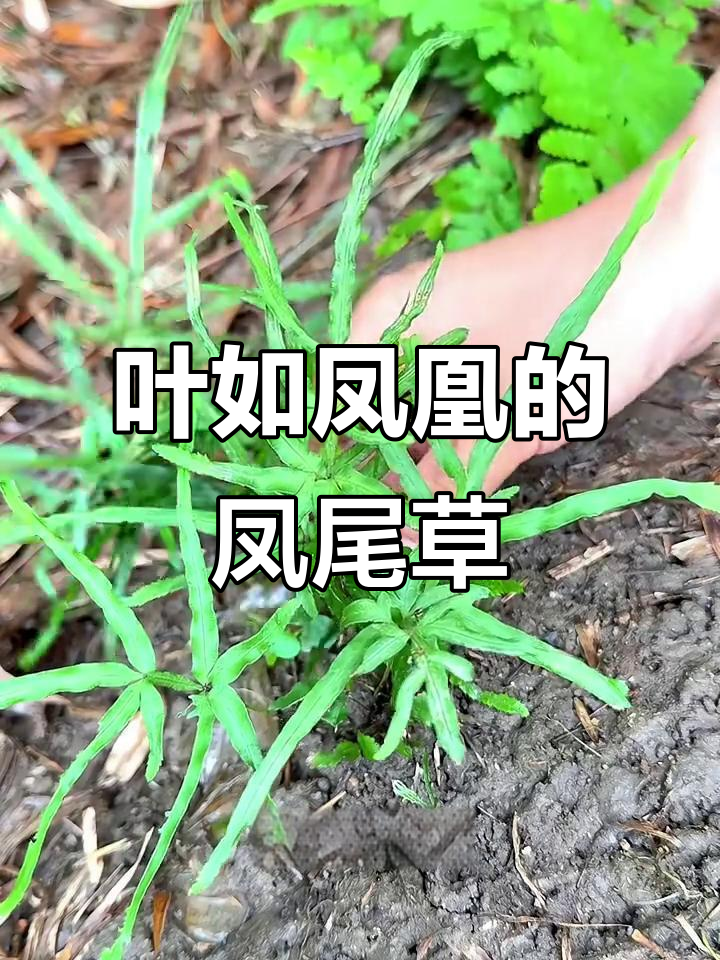 凤尾草:叶子像凤凰尾巴,又似鸡爪,是草本植物中的珍品