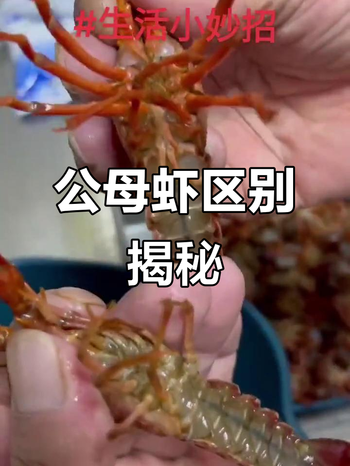 母虾公鸡大对比,教你如何分辨!