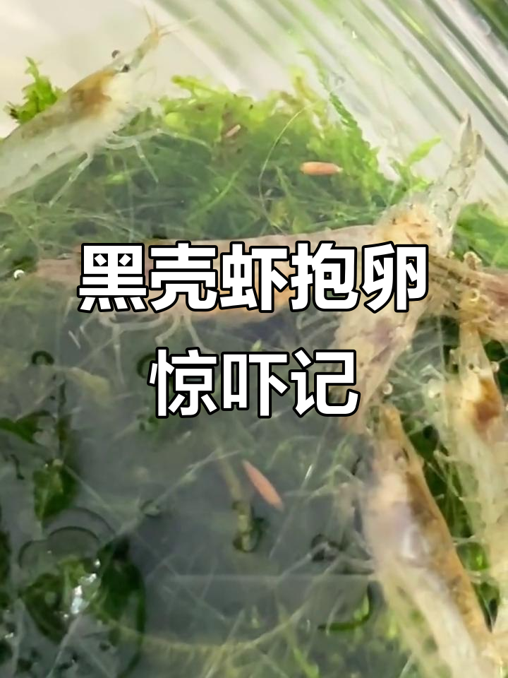 第一次见黑壳虾抱卵,竟然以为是寄生虫!