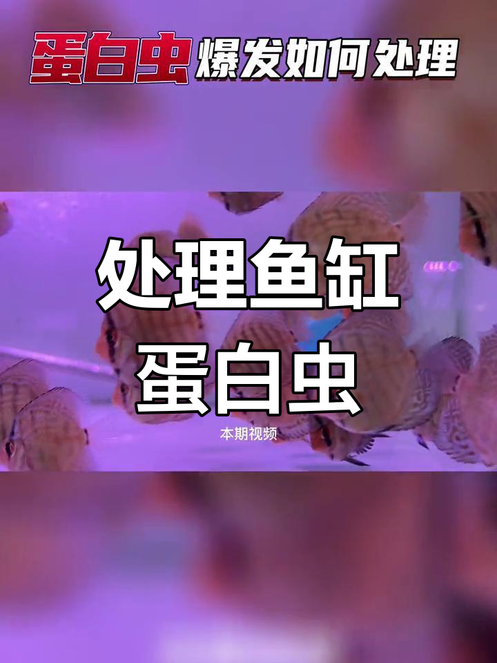 鱼缸蛋白虫爆发如何处理?不伤鱼的解决方案