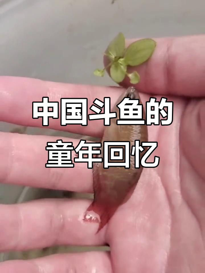 童年记忆中的中国斗鱼,你家乡叫它什么名字?