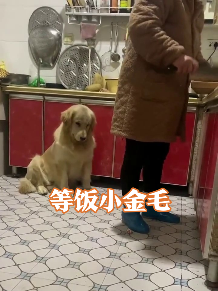 金毛厨房蹲守切菜现场,蹭脚卖萌求投喂太真实