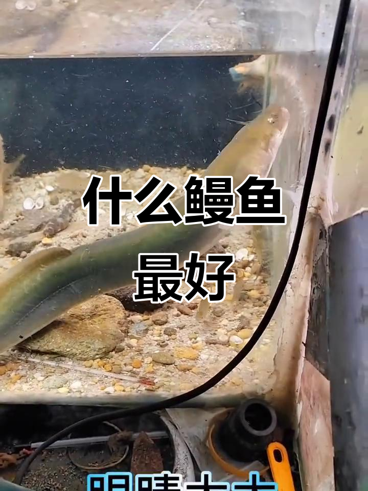 鳗鱼品种大揭秘，哪种最适合你？