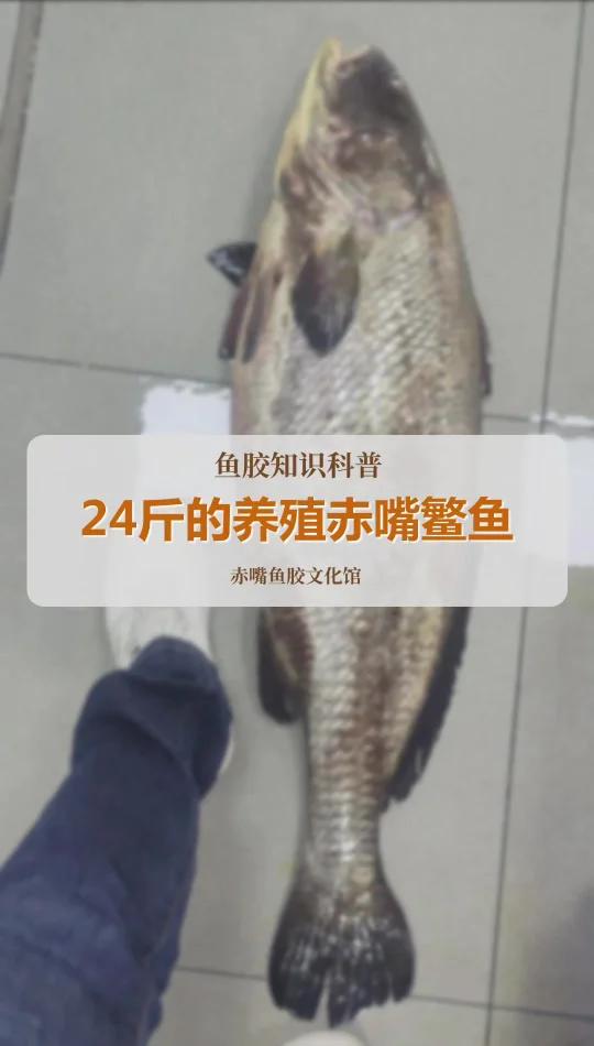 24斤种的养殖赤嘴鳘
