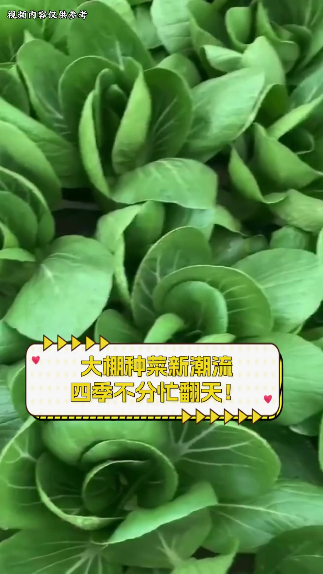 大棚种菜新潮流,四季不分忙翻天!