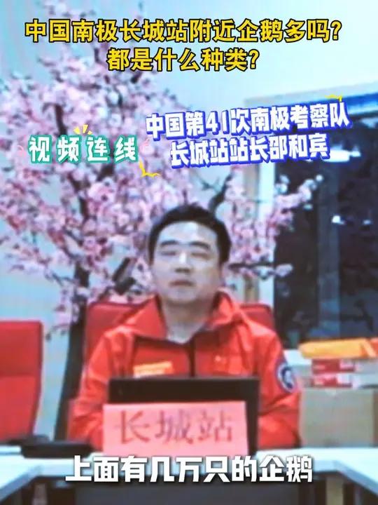连线中国第 41 次南极考察队!长城站站长邵和宾:“长城站” 旁的企鹅岛,竟有几万只企鹅扎