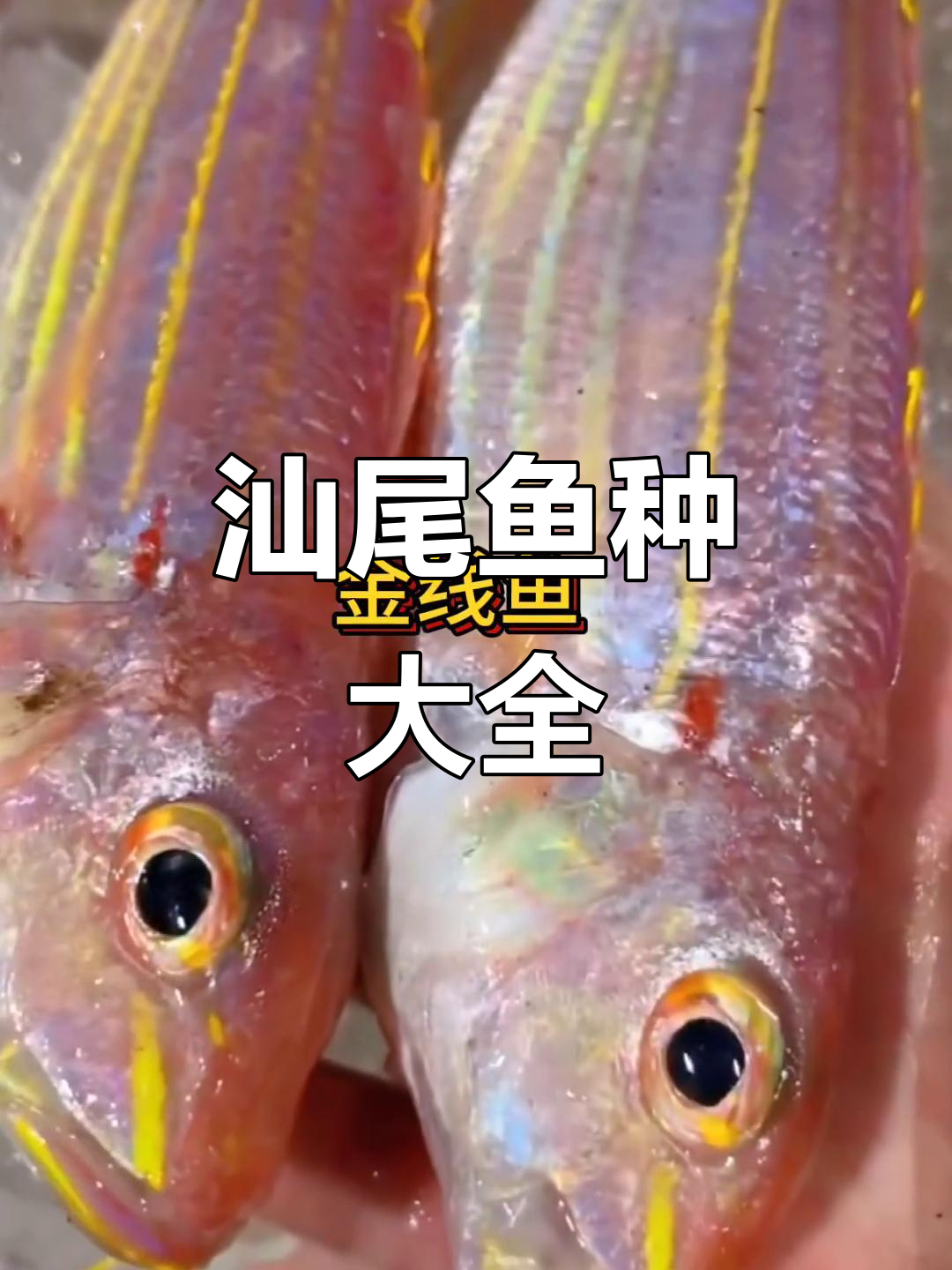 汕尾十一种常见鱼类大揭秘,哪种最鲜美?