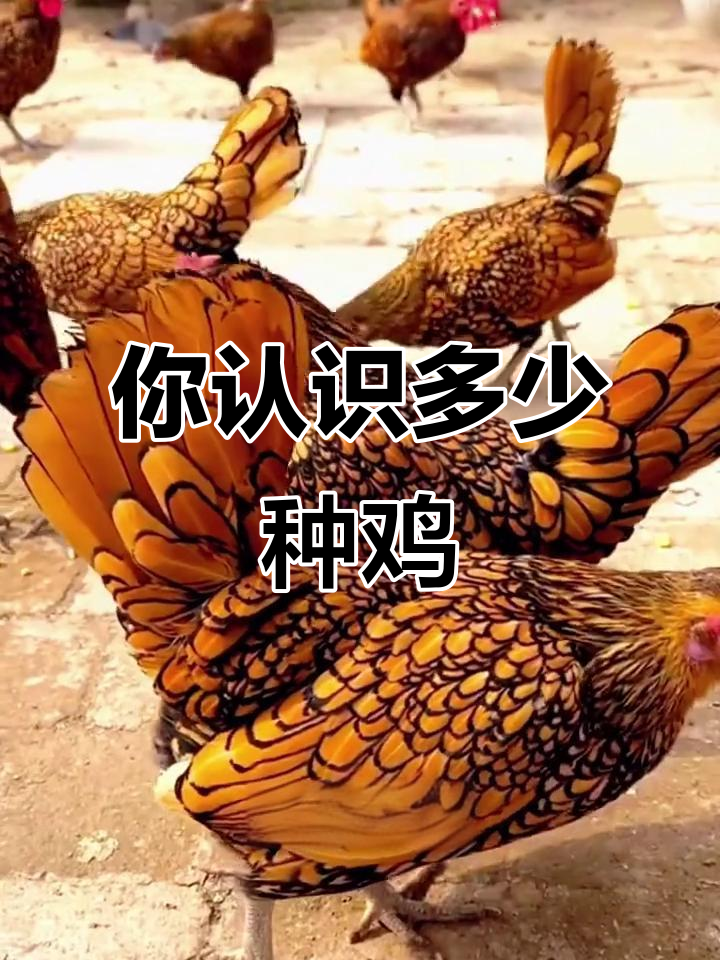 20种不同品种的鸡,看看你能认出几种?
