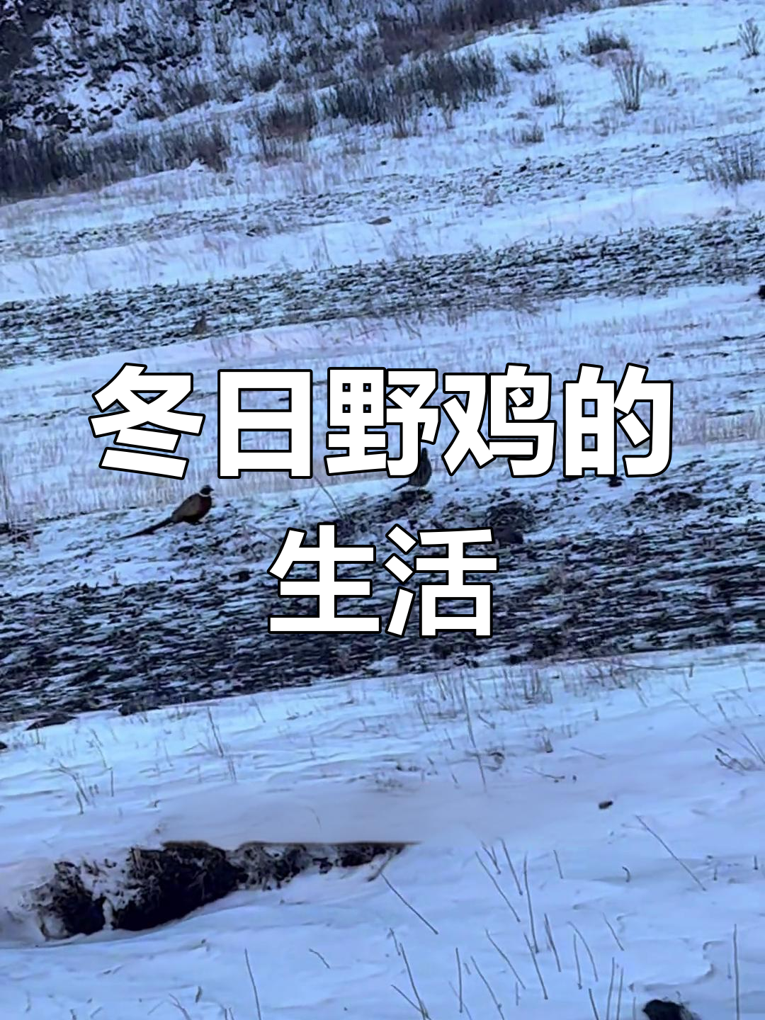 冬季野鸡的生存智慧:雪地中的觅食与栖息