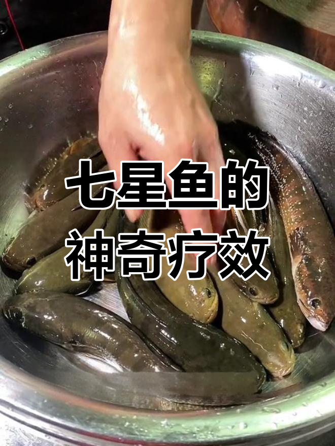 七星鱼的药用功效,调理肠胃与伤口愈合
