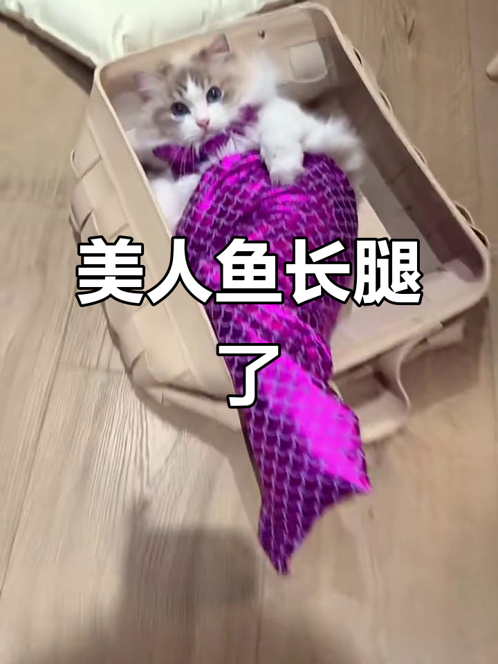 小美人鱼上岸,尾巴变腿笑翻了