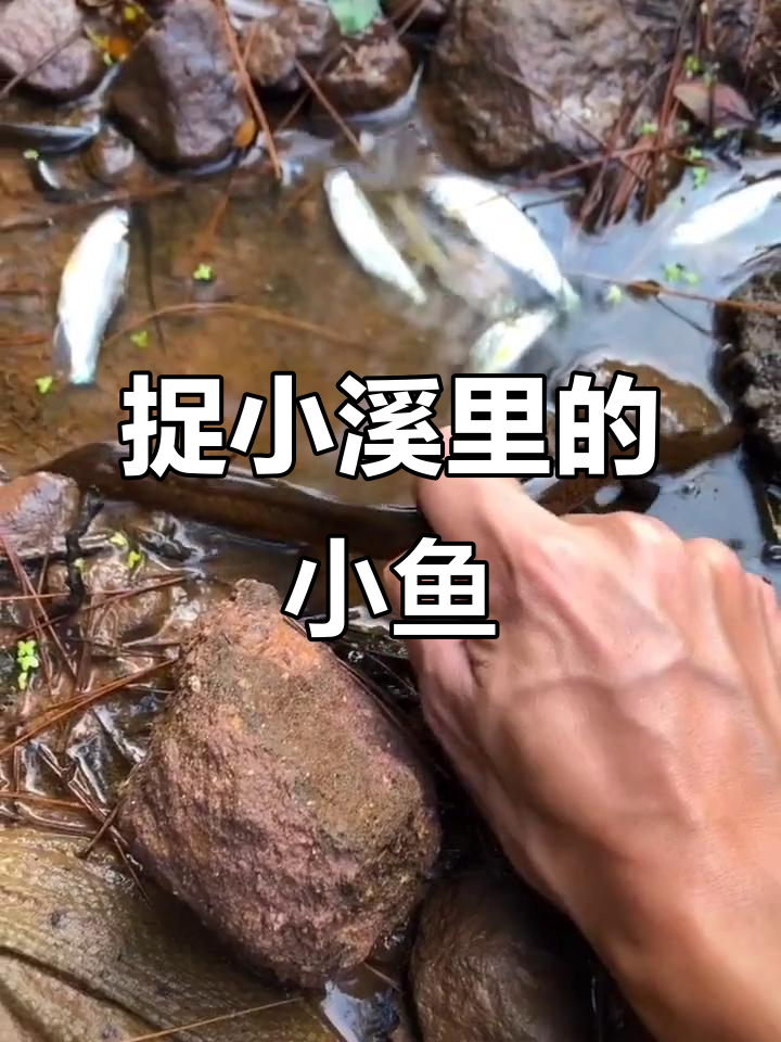小溪沟里的麻子鳝鱼和小鱼仔,抓起来看看!