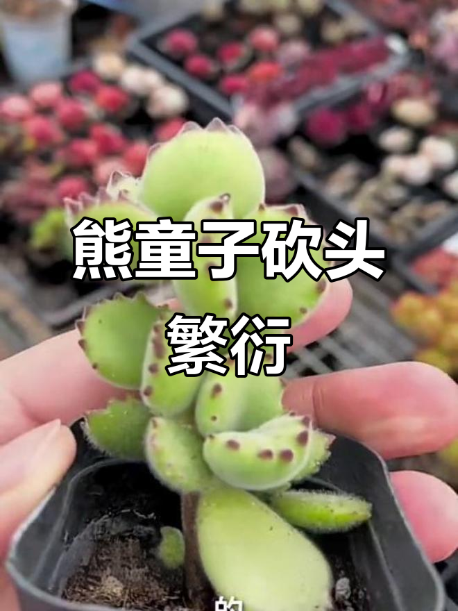 熊童子砍头繁殖技巧，轻松学会多肉扦插