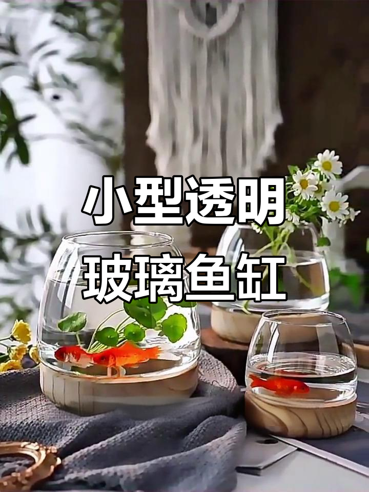 创意圆形鱼缸，让办公室和客厅充满活力