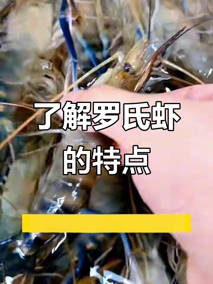 罗氏虾:淡水虾王的美味与营养