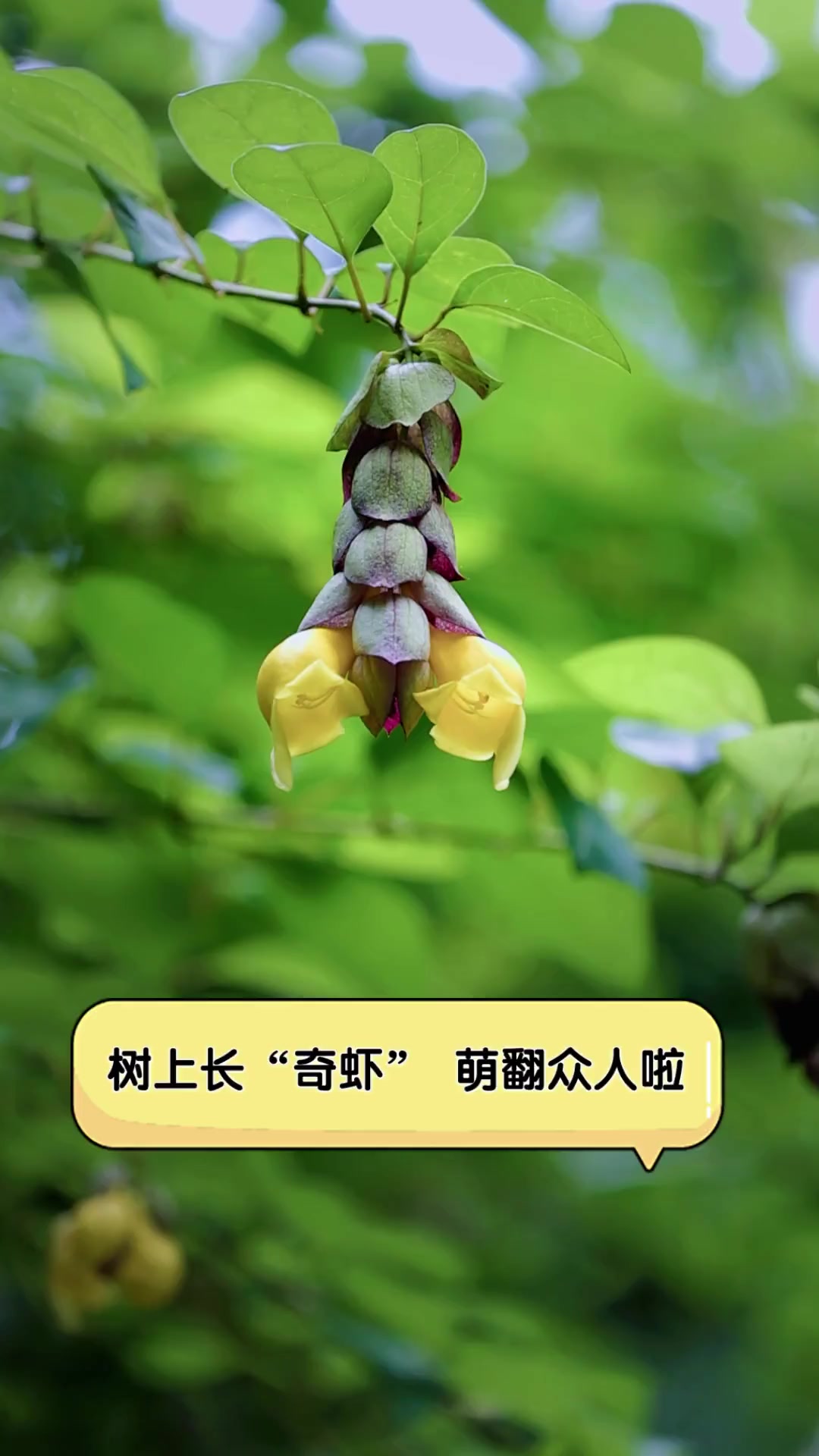 树上长“奇虾”,萌翻众人啦
