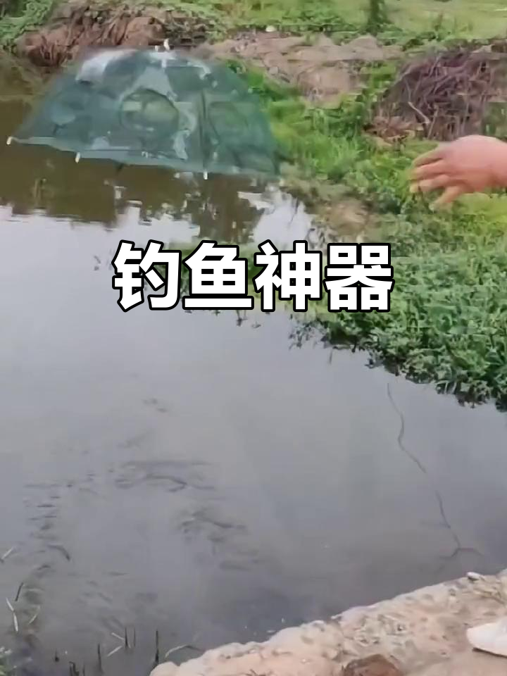 伞形笼轻松捕鱼,饵料一放,各种鱼儿纷纷上钩!
