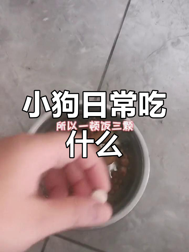 阿拉斯加幼犬与约克夏幼犬的饮食搭配解析