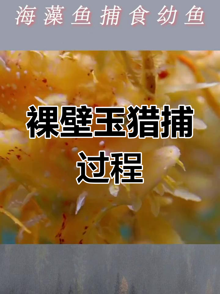 海藻鱼伪装捕食幼鱼全过程