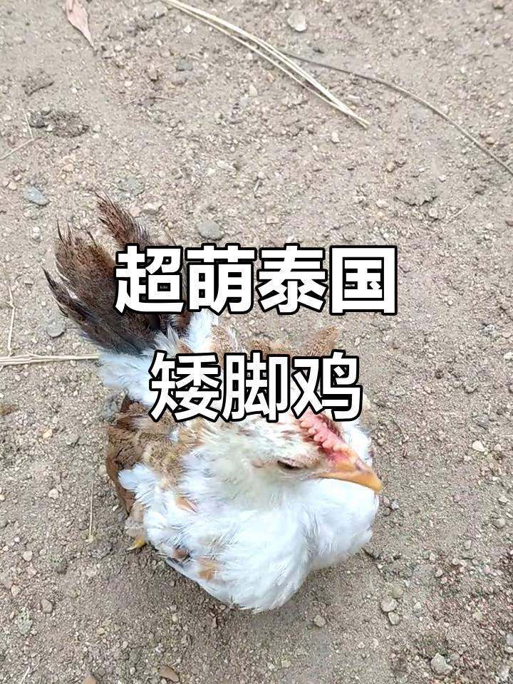 雪花泰国矮脚鸡,粘人又可爱