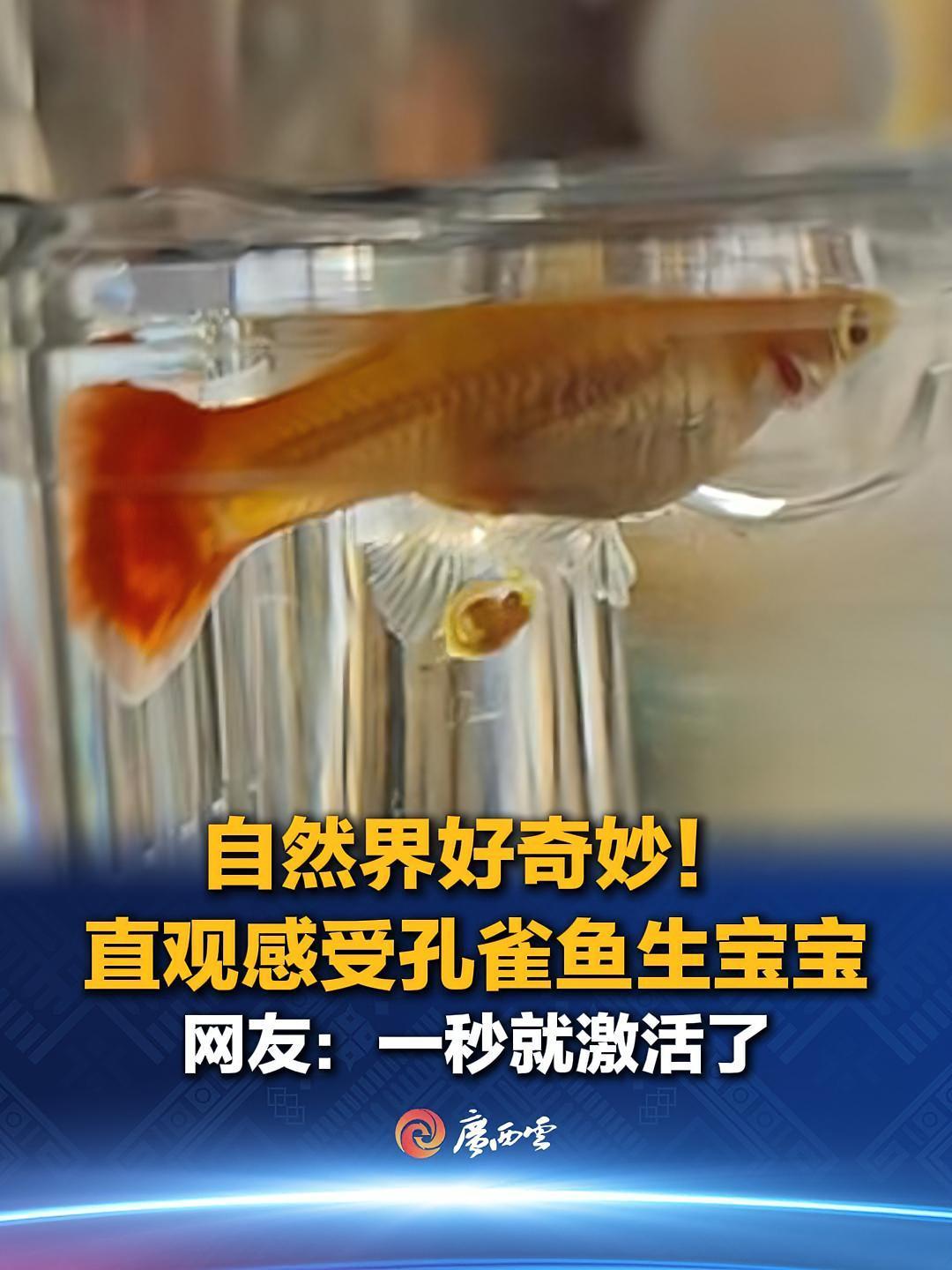直观感受孔雀鱼生宝宝。评论区:生下来就会游,不哭也不闹!(来源:网友“玖玖妈咪”“涵大胆儿