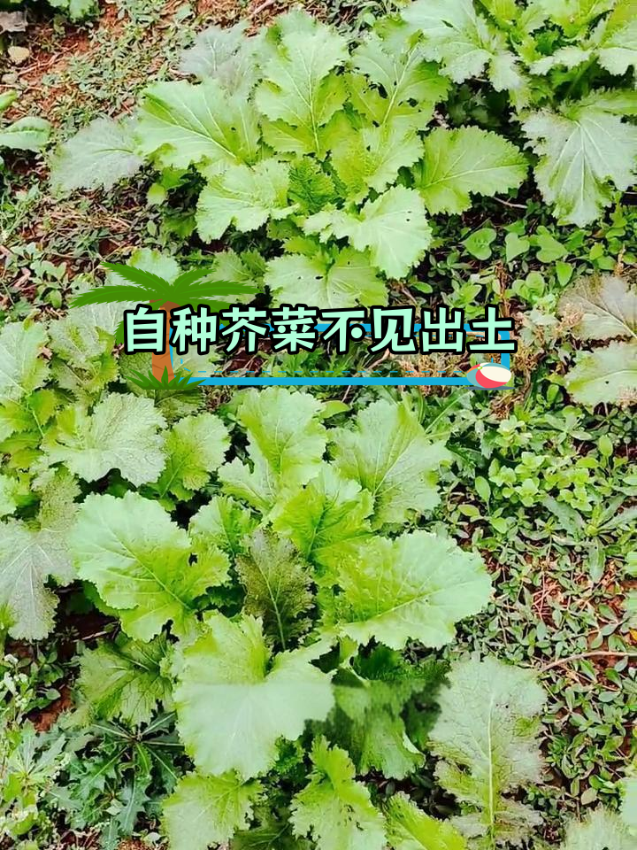 野生芥菜意外收获,烹饪美味