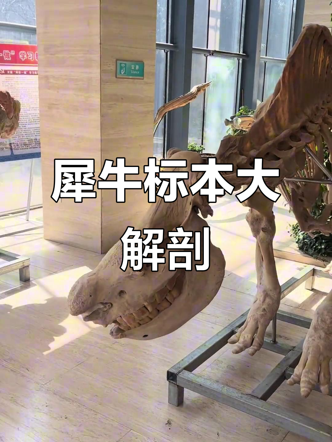 一只犀牛标本竟能拆解成四件套,揭秘皮肤、肌肉与内脏