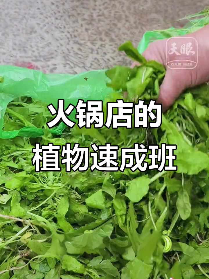火锅店变身植物学课堂,野菜大揭秘
