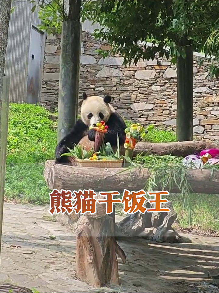 熊猫的豪华午餐有多离谱?水果拼盘比人还精致!