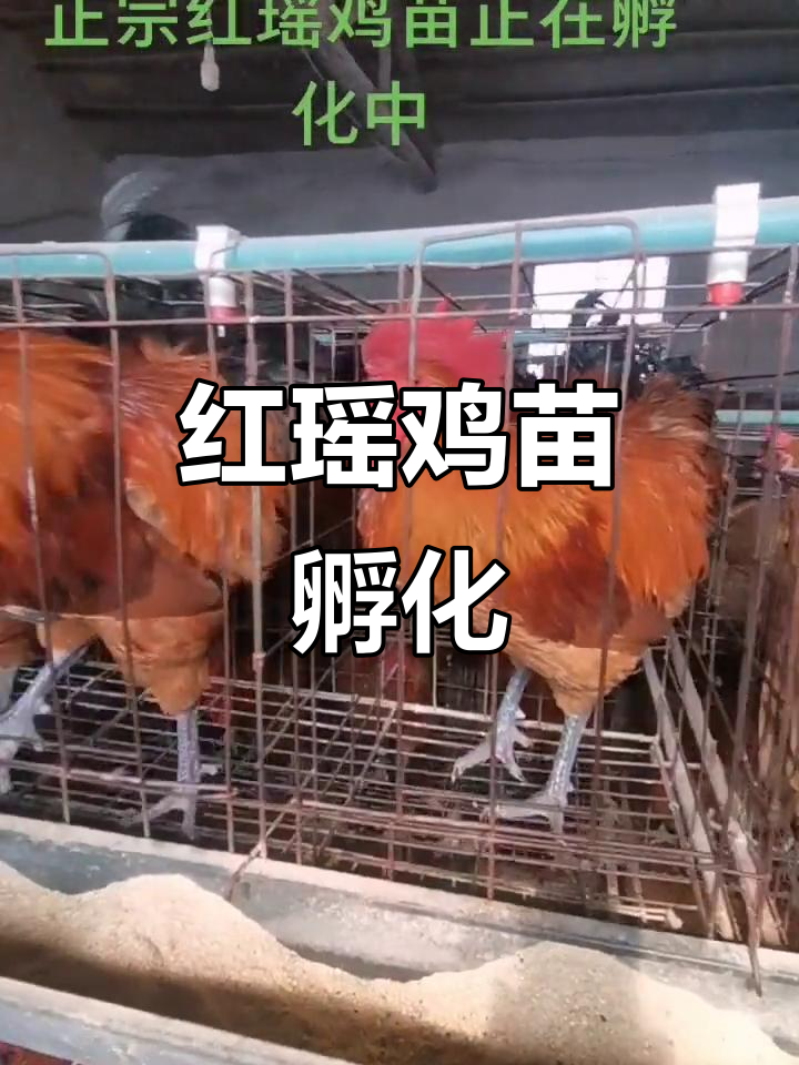 红瑶鸡苗孵化,温氏大种与普通品种供选择