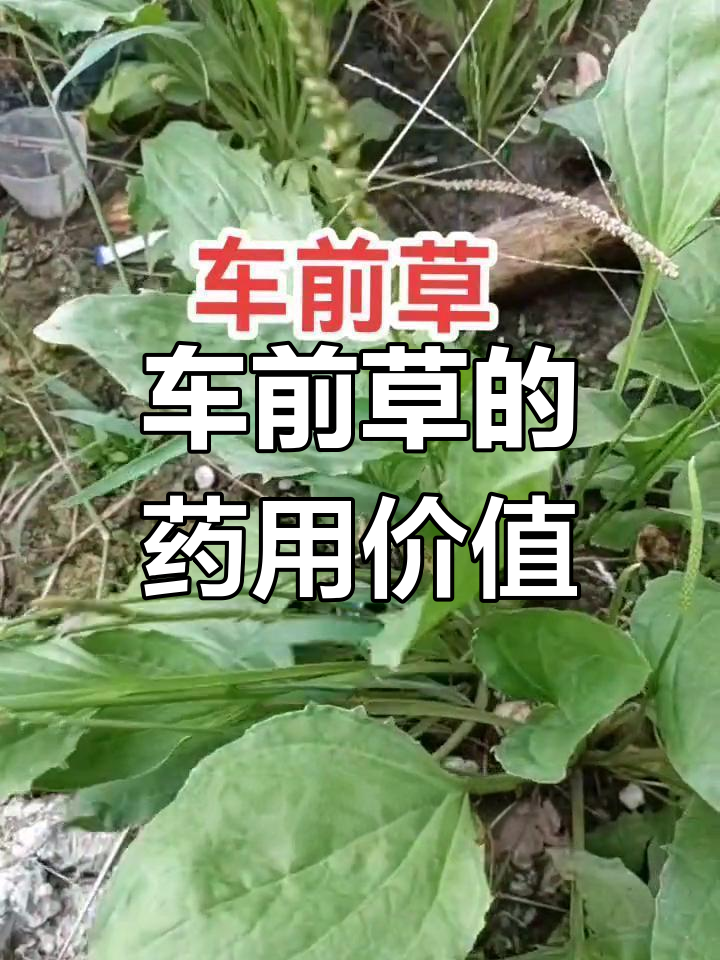车前草的多种用途与名称