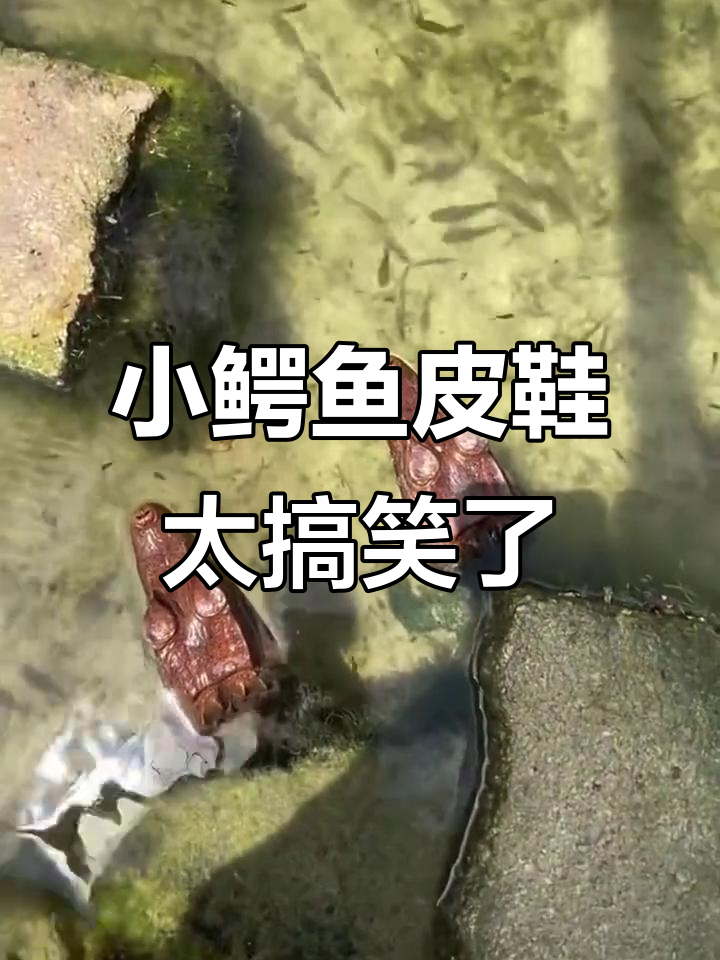 这双“小鳄鱼”皮鞋,笑到不行!