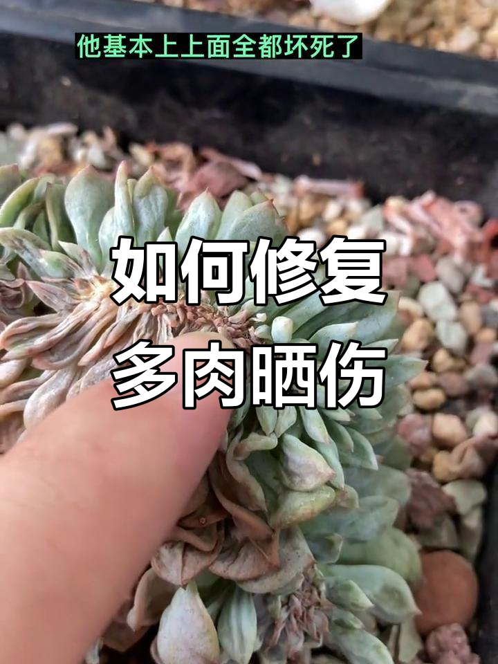 多肉晒伤怎么办?教你快速处理恢复健康