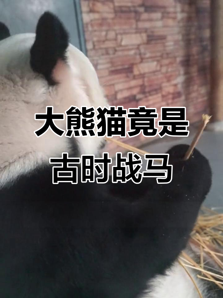 熊猫曾是蚩尤的坐骑?揭秘国宝的历史与习性